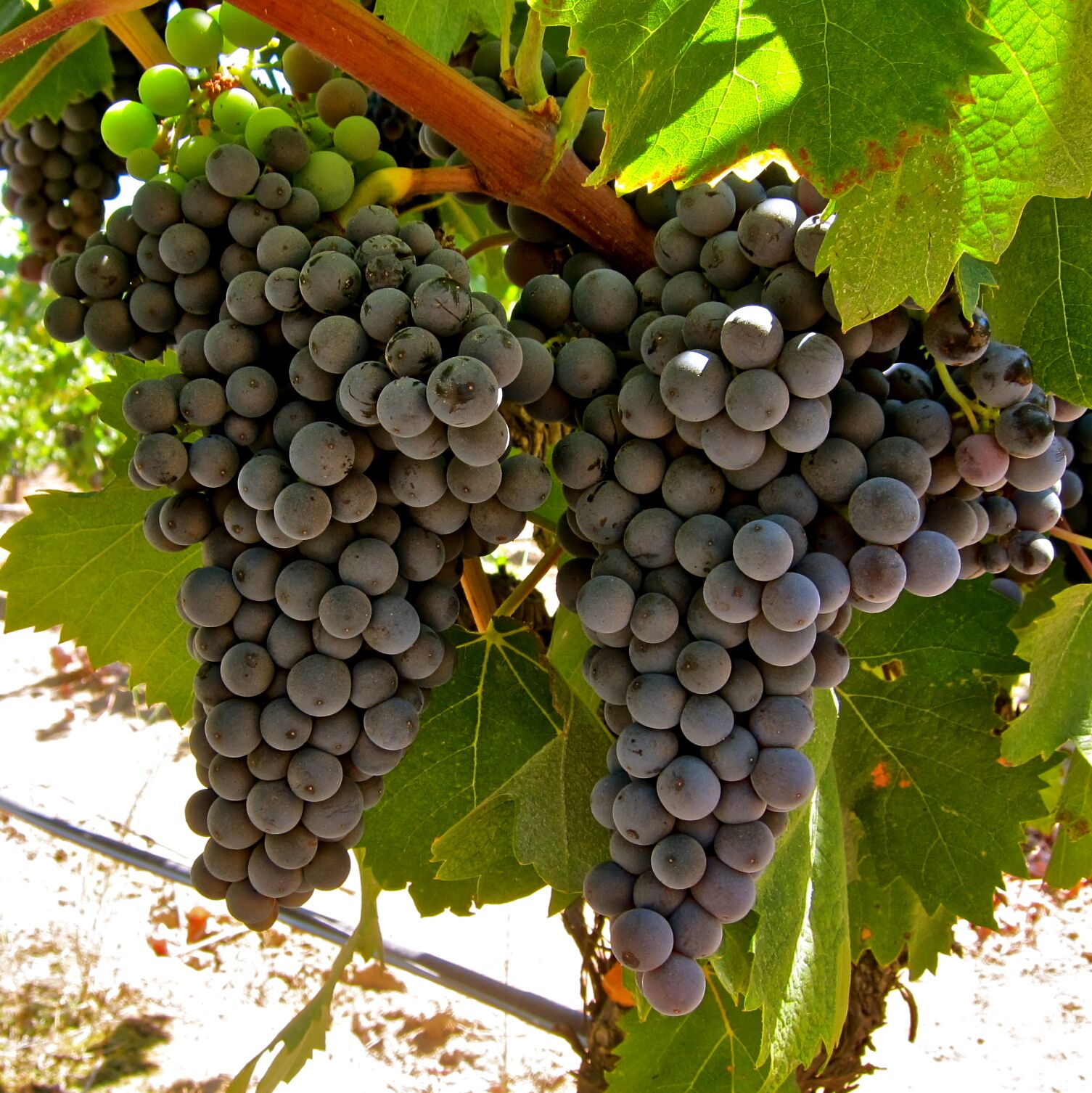 VARIETAL FOCUS MOURVЀDRE Lodi Growers