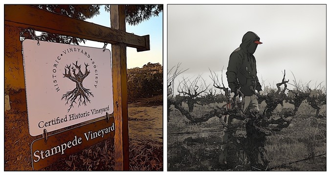 Stampede Vineyard in Lodi's Clements Hills AVA, certified by Historic Vineyard Society.