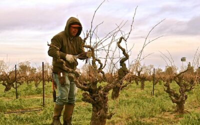WINTER: A CRUCIAL TIME FOR VINEYARDS