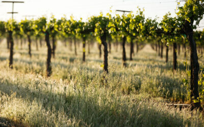 SELECTING A ROOTSTOCK FOR A WINEGRAPE VINEYARD
