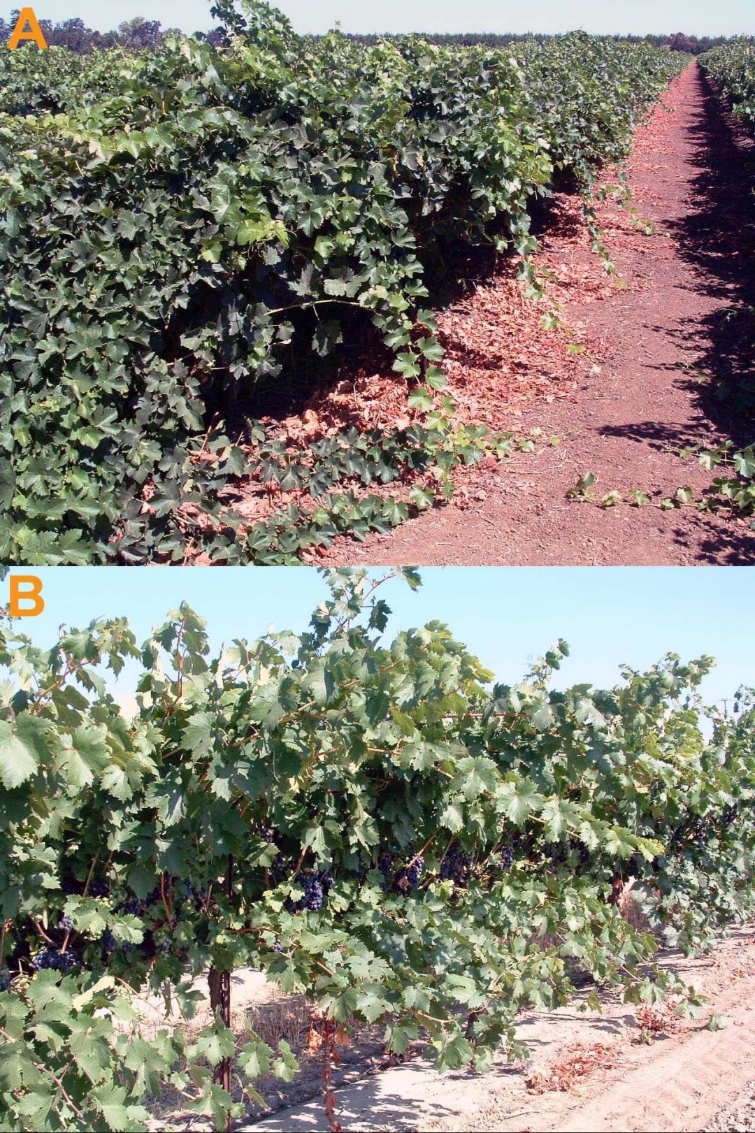 VINEYARD DESIGN & MANAGEMENT FOR MAXIMUM EFFICIENCY Lodi Growers