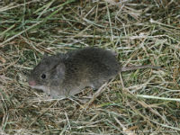 GOT VOLES? PERHAPS ANTHRAQUINONE IS THE ANSWER