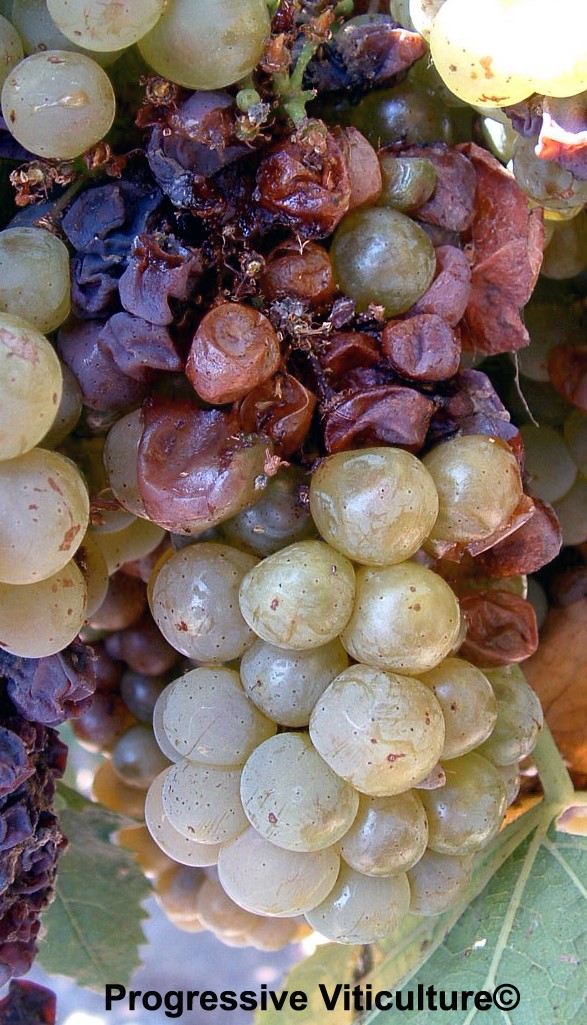 SOME WINE MAKING PROBLEMS & VINEYARD MANAGEMENT Lodi Growers