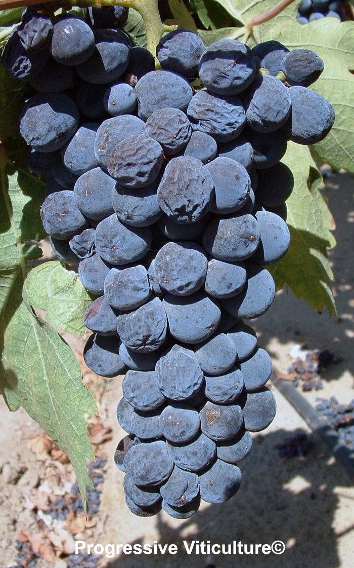 SOME WINE MAKING PROBLEMS & VINEYARD MANAGEMENT Lodi Growers
