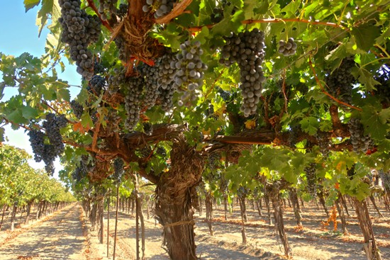 THE RED BORDEAUX GRAPES OF LODI