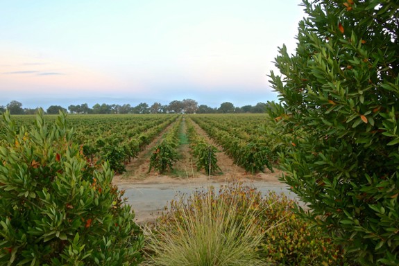 WHY HALF OF LODI RULES SUSTAINABLE VINEYARDS ARE NOW LOCATED OUTSIDE OF LODI