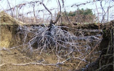 HOW GRAPEVINE ROOTS GROW