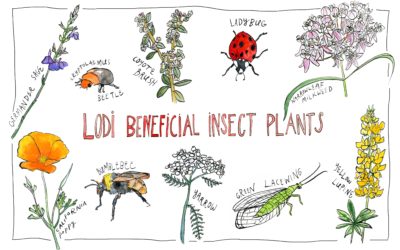 HANDS-ON VINEYARD WORKSHOP ON LODI BENEFICIAL INSECT PLANTS.
