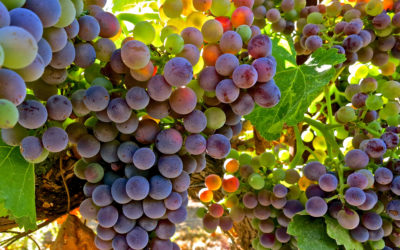 JULY VERAISON AND THE ULTIMATE BEAUTY OF OLD TO ANCIENT VINES