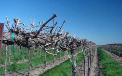 FARMING WINEGRAPES FOR PRODUCTION