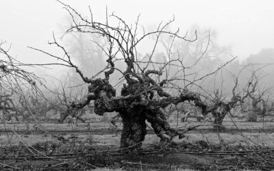 “SAVE THE OLD VINES” MARKETING CAMPAIGN HIGHLIGHTS LODI’S HERITAGE PLANTINGS & OLD VINE WINES