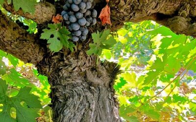 THE SIGNIFICANCE OF OWN-ROOTED OLD VINES IN LODI