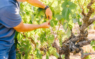 CHANGING VARIETIES IN VINEYARDS