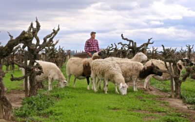 A LODI BASED SHEEP COMPANY BEGINS WORK ON SUSTAINABLE VINEYARD FARMING