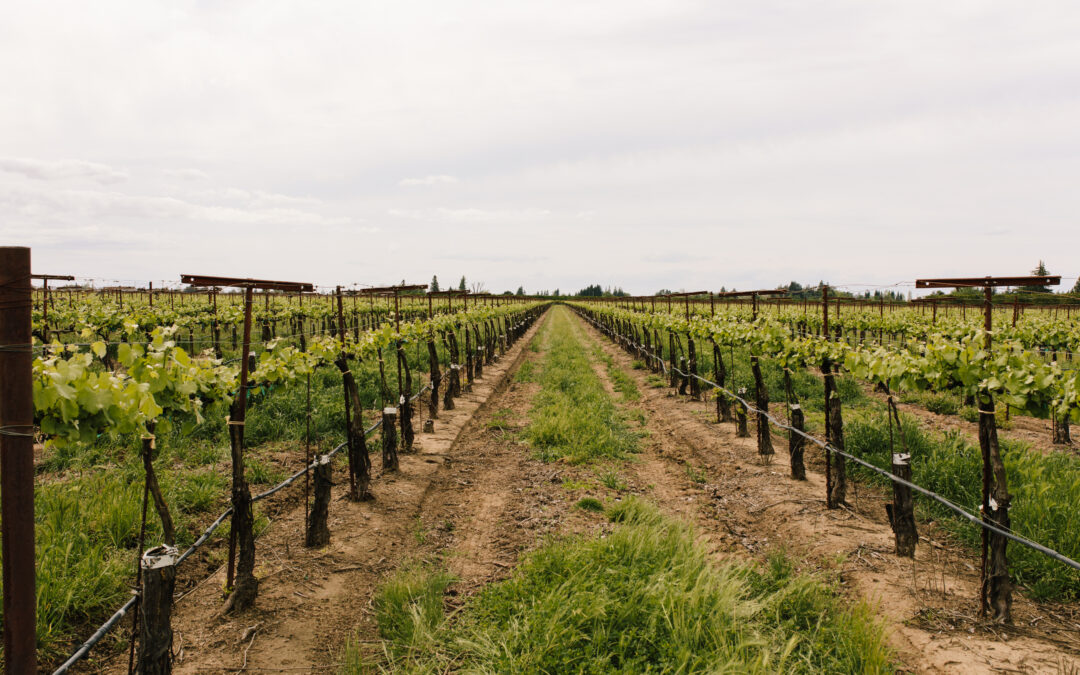 SYSTEMATIC VINEYARD MONITORING FOR EFFECTIVE VINEYARD MANAGEMENT