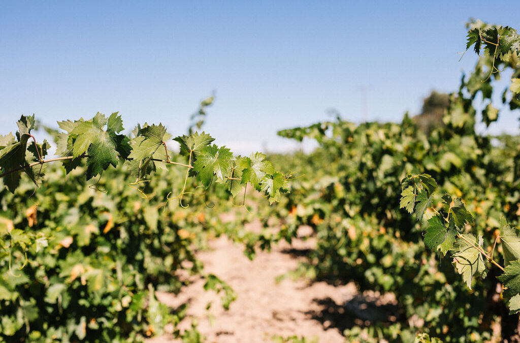 THE SEASONALITY OF VINEYARD MINERAL NUTRIENT MANAGEMENT