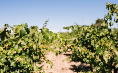 THE SEASONALITY OF VINEYARD MINERAL NUTRIENT MANAGEMENT