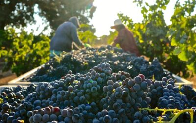 THREE GRAPES OF THE MOMENT DURING LODI’S 2021 HARVEST