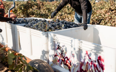 DUE DILIGENCE IN VINEYARD PURCHASES