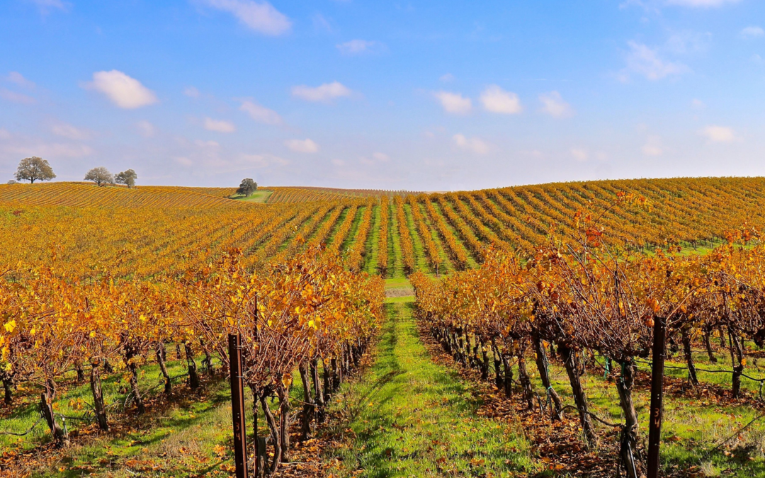 HOW TO SHUT DOWN VINES FOR THE WINTER & PREVENT DELAYED SPRING GROWTH