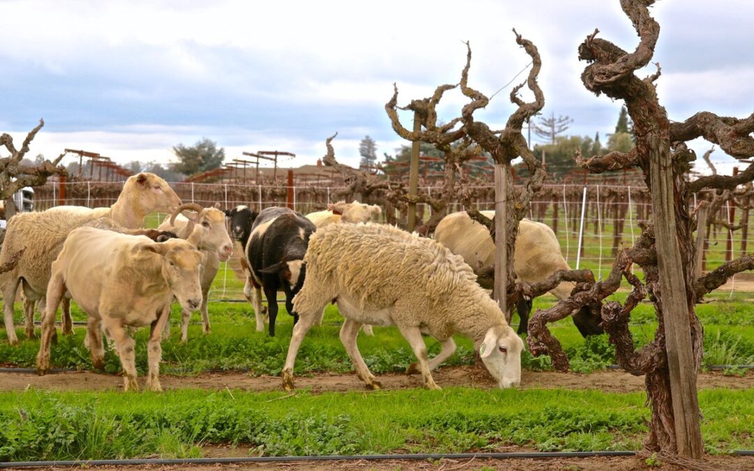 SHEEP GRAZING IN LODI VINEYARDS | 2.24.2022