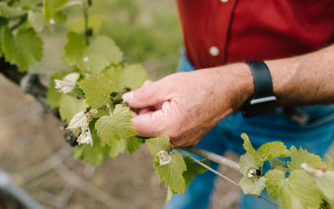 LODI’S VITICULTURE RESEARCH VISION EXPANDS