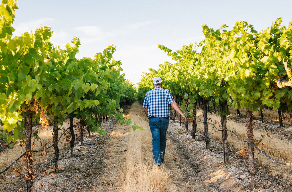 UC DAVIS VITICULTURE & ENOLOGY “ON THE ROAD” IN LODI | Lodi Growers
