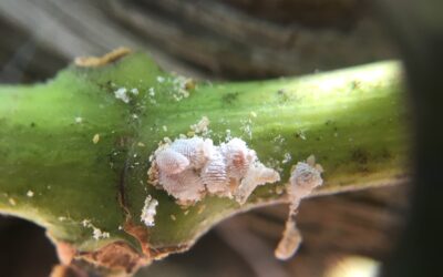 WHY IT’S PARTICULARLY DIFFICULT TO PROTECT YOUR VINEYARD FROM MEALYBUGS & VIRUSES IN CALIFORNIA