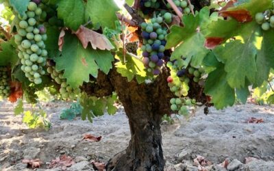 THE DELAYED ARRIVAL OF 2023’S VERAISON SIGNALS A SLIGHTLY LATER HARVEST