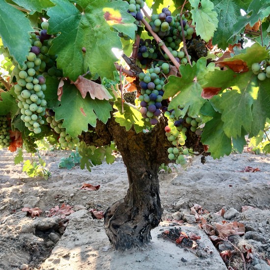 THE DELAYED ARRIVAL OF 2023’S VERAISON SIGNALS A SLIGHTLY LATER HARVEST