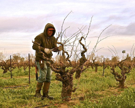 WINTER: A CRUCIAL TIME FOR VINEYARDS