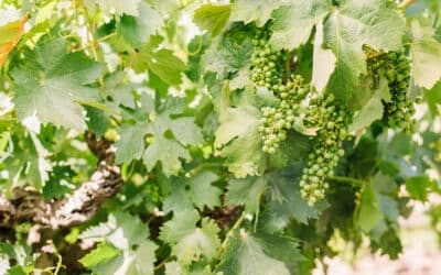 IN PURSUIT OF YIELD: GRAPEVINE CAPACITY, BALANCE, & CROP LOAD – PART ONE
