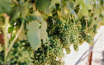 IN PURSUIT OF YIELD: GRAPEVINE CAPACITY, BALANCE, & CROP LOAD – PART TWO