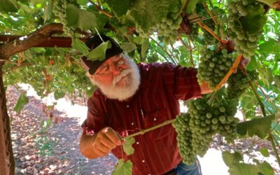 ALBARIÑO—THE STATE OF ONE OF LODI’S MOST IMPORTANT VARIETAL WHITES