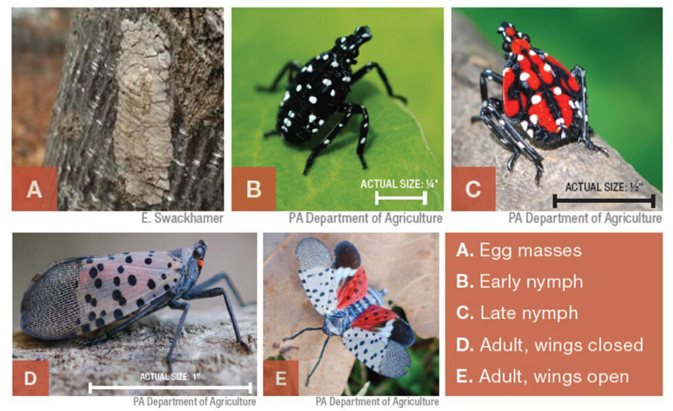 WHAT YOU NEED TO KNOW RIGHT NOW ABOUT THE SPOTTED LANTERNFLY & THE TREE