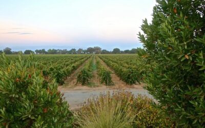 SLEWS PROGRAM NEEDS VOLUNTEER MENTORS IN LODI AVA