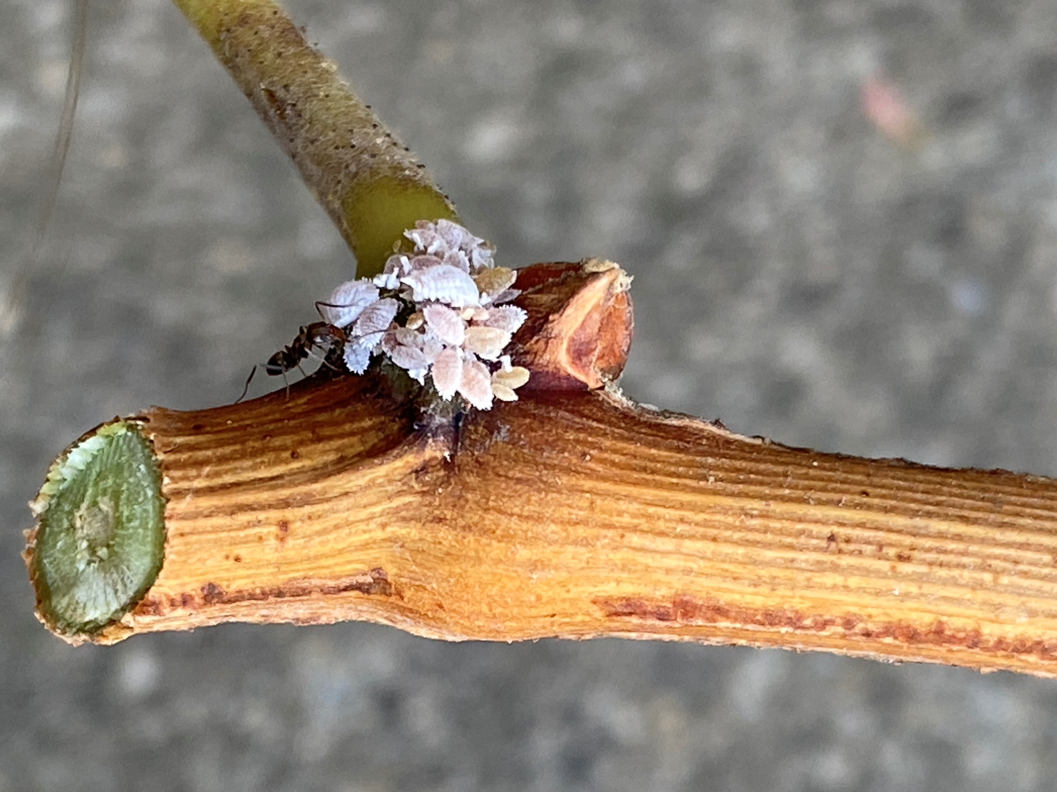 RESEARCH ALERT ON LEAFROLL EPIDEMIOLOGY & THE VINE MEALYBUG IN LODI VINEYARDS