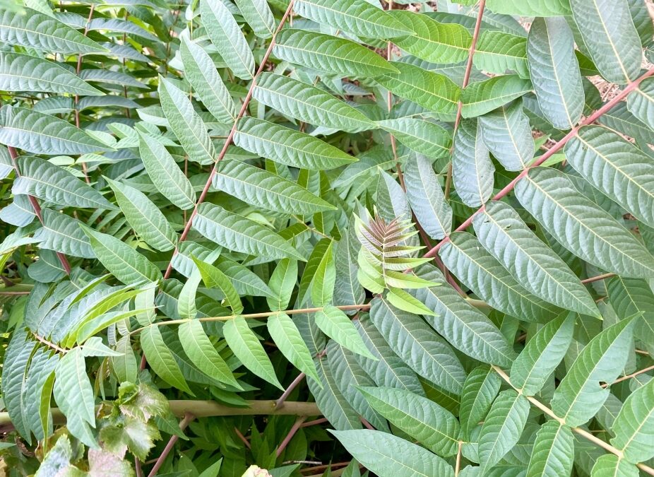 HARNESSING COMMUNITY POWER: USING CITIZEN SCIENCE TO TRACK THE INVASIVE TREE OF HEAVEN