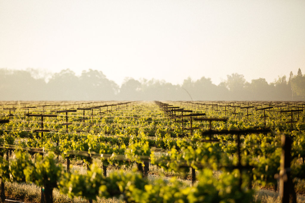 CALIFORNIA WINEGRAPE VINEYARDS GET MAPPED