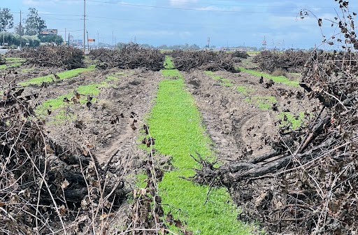 WINE INSTITUTE OPPOSES TRUTH IN LABELING BILL