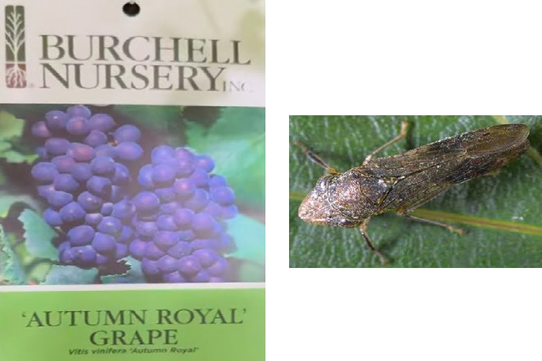 AG COMMISSIONER URGES RESIDENTS TO REPORT POSSIBLE INVASIVE PEST ON GRAPE PLANTS SOLD AT COSTCO