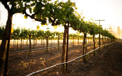LAB ANALYSIS IN VINEYARD MINERAL NUTRIENT MANAGEMENT: WATER